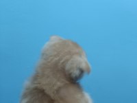 Evin neşesi geldi scottish fold