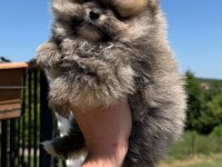 Pomeranian boo yavrusu