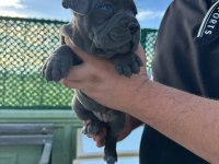 Tosun Gibi Yavru Ve Kaliteli Köpeklerimiz İçin İletişime