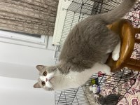 British Shorthair Lilac bicolor