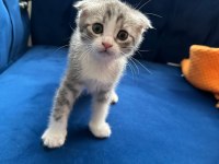 Bu tatlı scottish fold yavruları sahiplendirmek istiyoruz