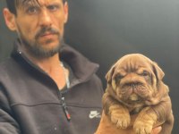SİTENİN EN RENKLİ EN MÜTEVAZİ İNGİLİZ BULLDOGLARI