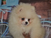 Pomeranian boo antalya dişi