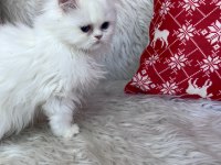 British longhair mavi göz dişi bebek
