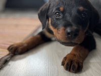Orjinal safkan rottweiler uyguna vereceğim