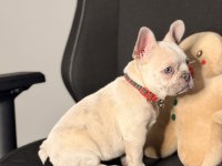 71 Günlük Safkan French Bulldog Bebek
