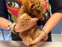 2.5 aylık erkek toy poodle