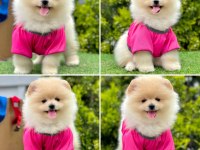 Pomeranian boo ayı yüz bebekler