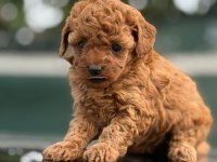 Küçük poodle prensler ve prensesler