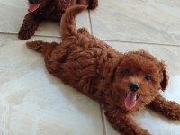 Bebek yüzlü poodle yavrular