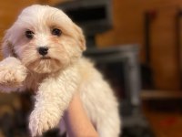 MİNİK BOY MALTİPOO, AL SATÇI DEĞİLİZ KENDİ BEBEKLERİMİZ