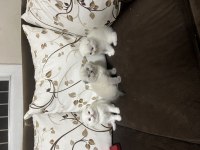 Scottish fold erkek yavrular