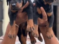 Tek Korkusu Allah Olan Doberman