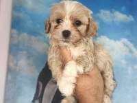 Birbirinden Sevimli Maltipoo Yavrular