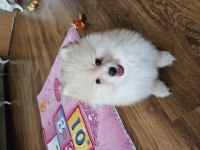 Pomeranian Boo Yavrularımız