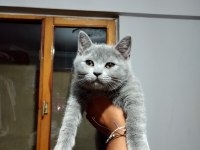 Tombik bebek kedilerimiz