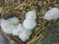 Albino Hamster Yavrular