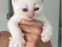 Scottish fold beyaz erkek yavru