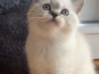 Dişi British Shorthair Yavrular