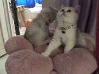 Safkan Silver Shaded 2 ve 3 aylık kediler Catteryden
