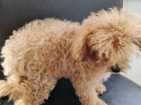 Çok Tatlı Dört Aylık Dişi Teacup Poodle Yavrusu
