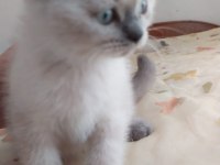 1.5 aylik safkan scottish fold blue point yavrularimiz