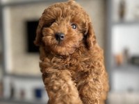 4 aylık erkek toy poodle