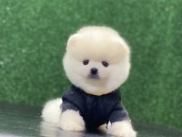 POMERANİAN