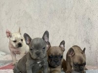 İki aylık french bulldog