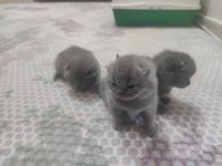 British shorthair yavrularımız yeni yuvasını bekliyor