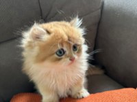 2 AYLIK SAFKAN GOLDEN BRITISH LONGHAIR ERKEK YAVRU