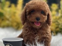 TOY POODLE YAVRU ÇEŞİTLERİ