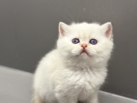 EŞSİZ GÜZELLİKTE BLUE POİNT BRİTİSH SHORTHAİR BEBEKLER