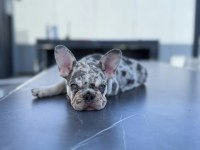 Exotic French Bulldog Bebekler