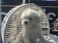 Bebek Terrier Köpeğimiz
