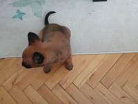 Belçika Kurdu Malinois