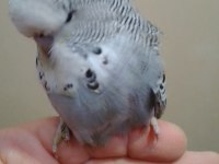 SHOW ERKEK MUHABBET KUŞU BEBEK