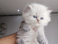 Scottish fold Miniklerim yeni yuvalarına gitmeye hazırlar