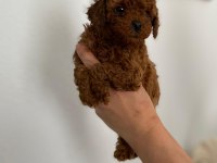 Maltipoo Patili Dostlar Ev Doğumlu