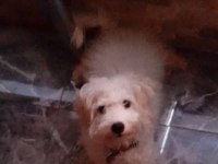 Erkek Terrier 7 Aylık