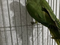 45 günlük yavru pakistan papağanı