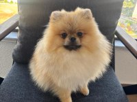 2 yaşında pomeranian teddy face oğlumuzu veriyoruz