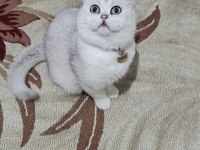 10 aylık british shorthair a kalite