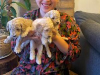 Toy poodle