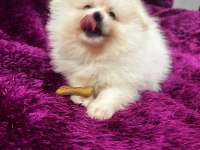 IRK GARANTILI TEA CUP POMERANİAN BOO