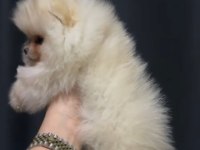 Teddy bear dişi pomeranian