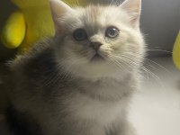 Safkan British Shorthair erkek Yavru