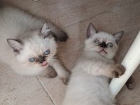 2 aylık erkek blue point yavrumuz yeni yuvasını arıyor