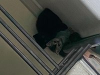 YAVRU KEDİLERİMİZ SAHİPLENDİRİLECEK