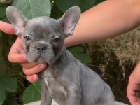 A Kalite Blue French Bulldog Yavrularımız